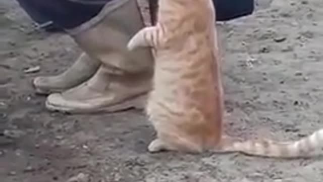 Cat is asking the owner for the milk of the cow.