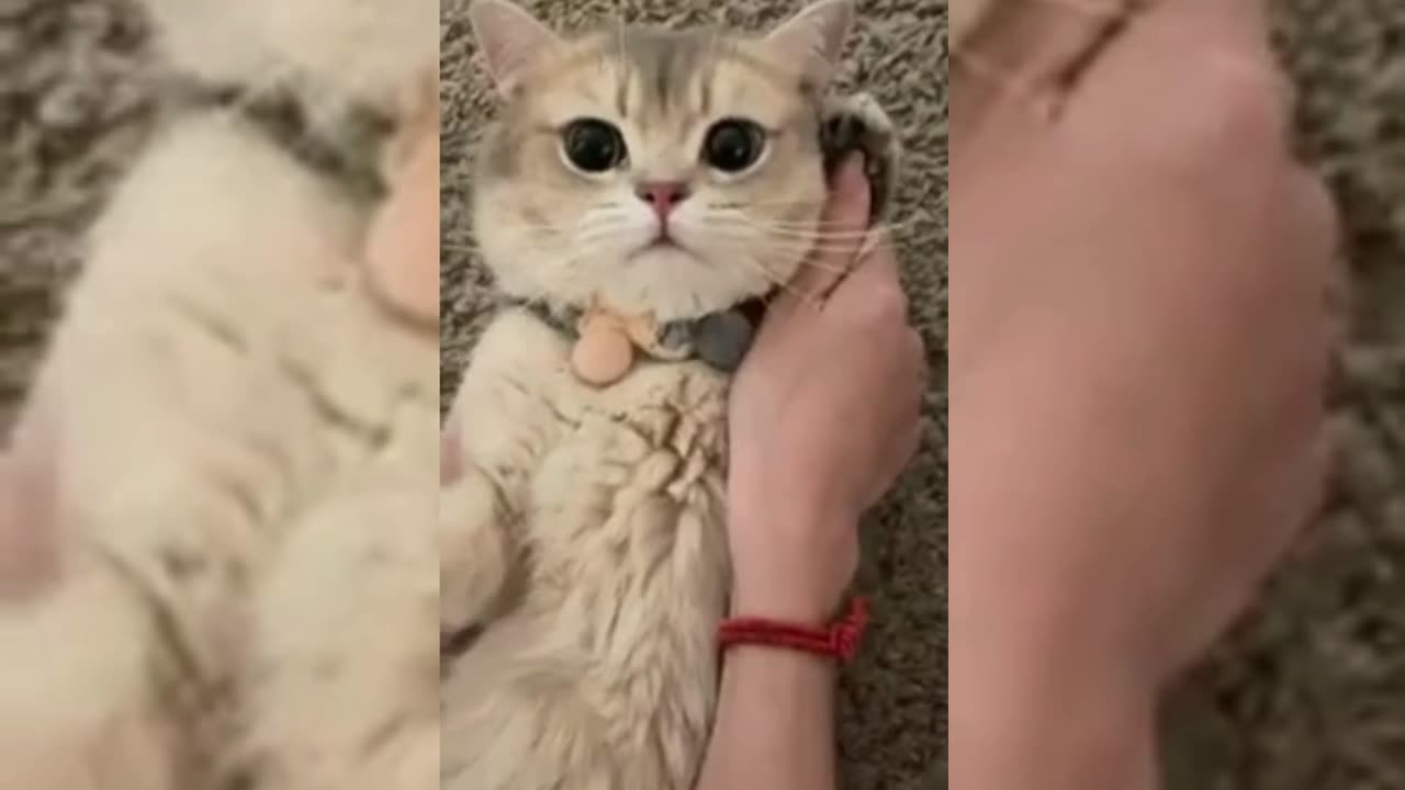Funny Cute Animals Videos 🐕‍🦺 Pets, Dogs, 🐱 Cats Compilation #pets #animals #cat #dog