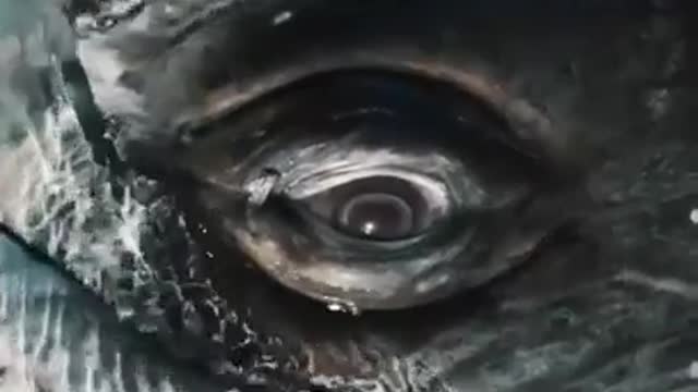 Whale's eyes