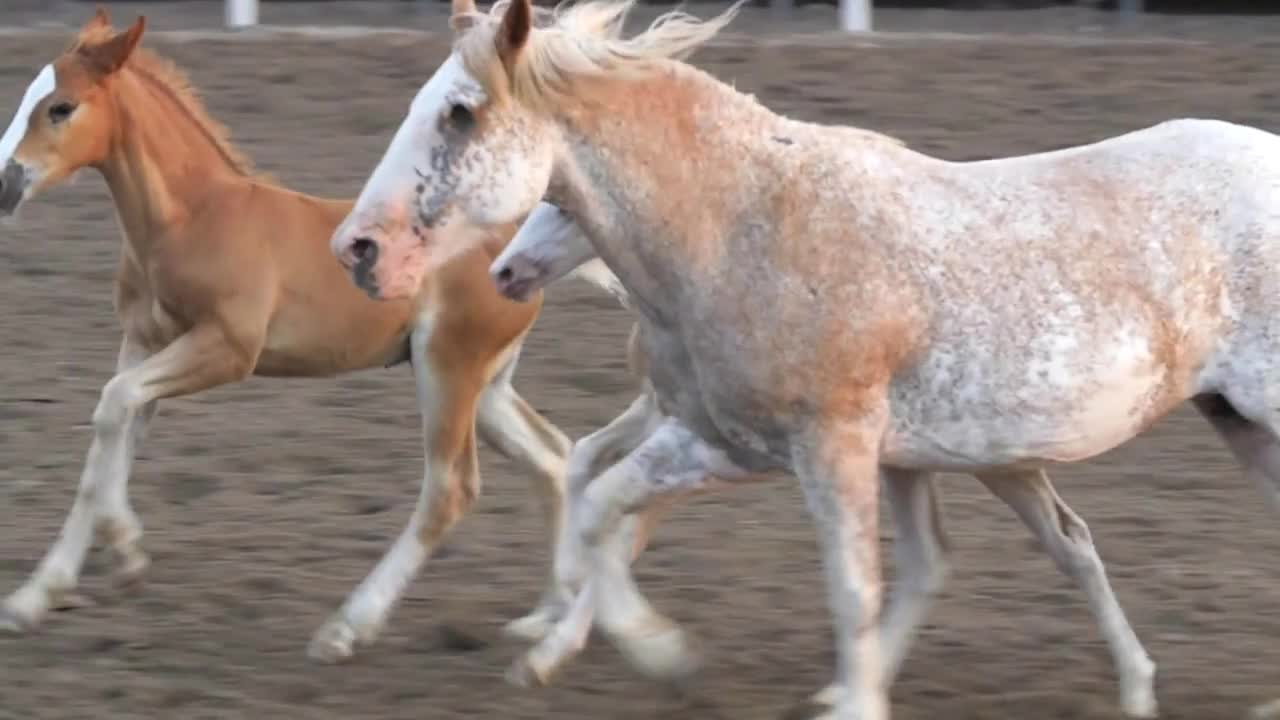 Editorial horses and colts in a PRCA rodeo event slow motion