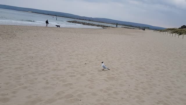 Seagull on Bournemouth beach.