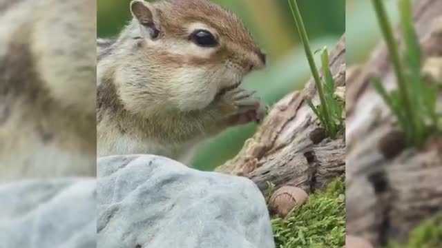 Have you ever seen a squirrel eat? HD 4k video for you.