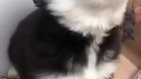 baby husky howling cute