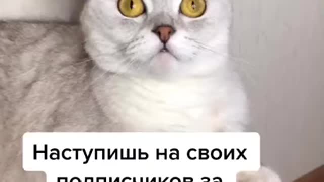 Funny Cats, Funniest Cats, Best Funny Cat Of This Week