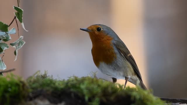 robin red bird nature forest