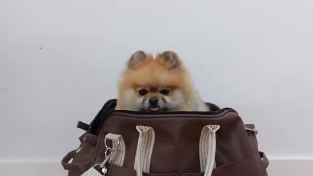 Cute Dog goes for SHOPPING 😂