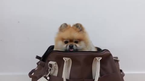 Cute Dog goes for SHOPPING 😂