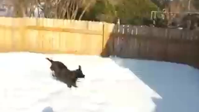 snow for dogs