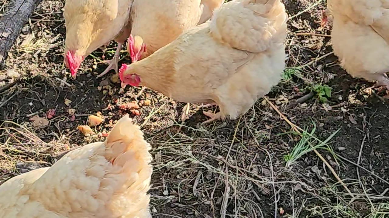 OMC! This flock rocks! Check them out that treat eating technique !🐔#flock #rocks #shorts #chickens