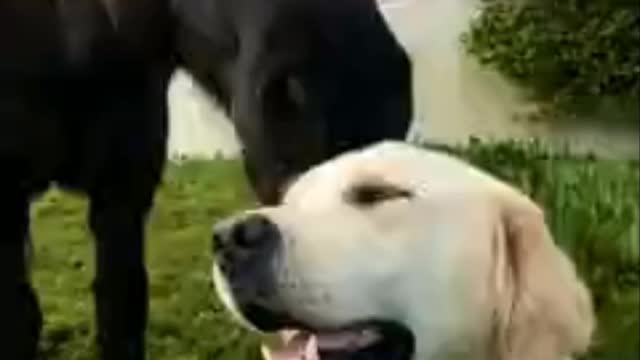 Fun Animals