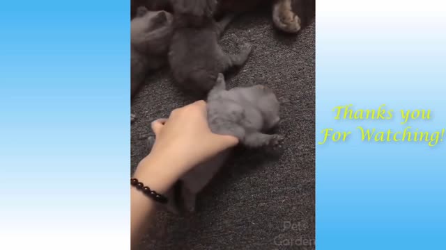 Cute Cats And Funny Dogs Videos Compilation