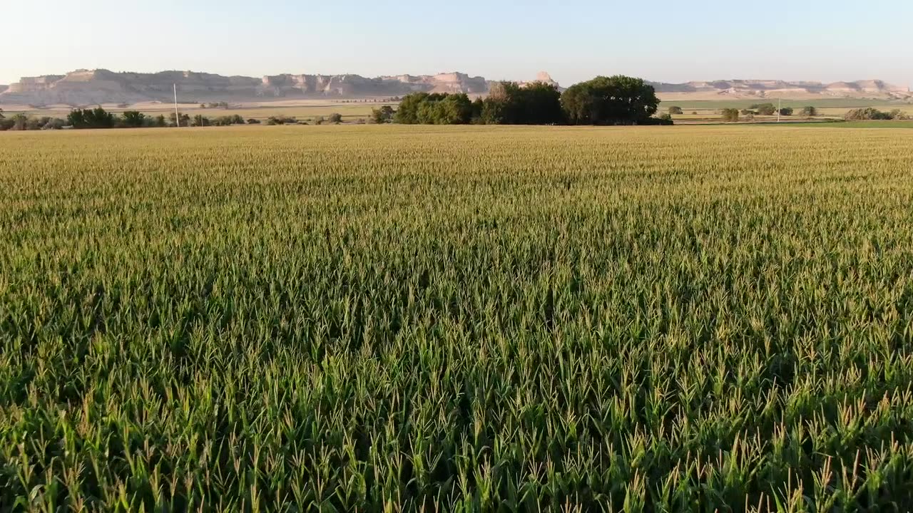 Low and fast over corn