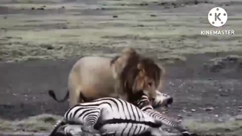 Watch when a zebra becomes prey to lions