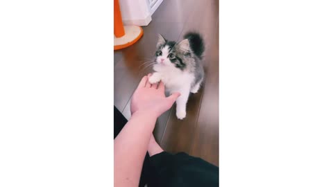 trained cat