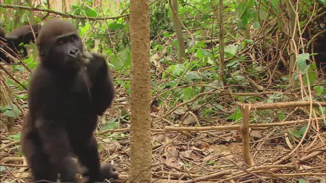 GORILLA . Animals For Kids
