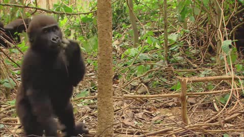 GORILLA . Animals For Kids