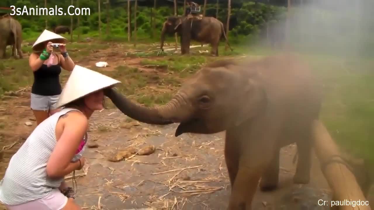 Cutiest elephant ever