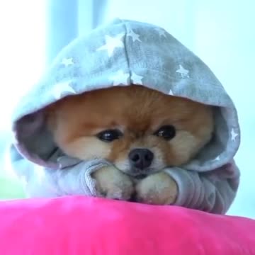 Sleepy😌😌sleepy puppy