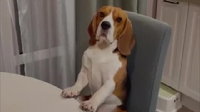 Beagle Dog Sitting on a Table Chair Like a Distinguished Gentlemen