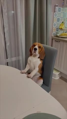 Beagle Dog Sitting on a Table Chair Like a Distinguished Gentlemen