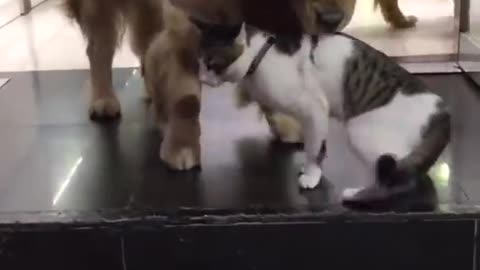 Golden Rechiever Drags Cat Out Of a fight