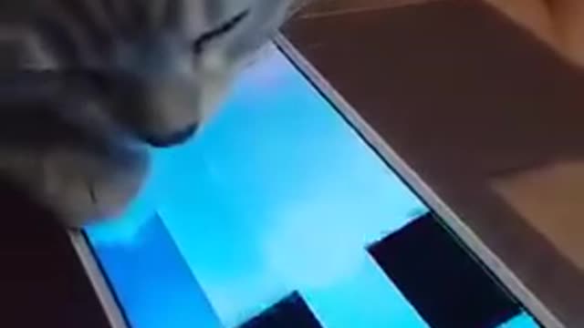 This Cat can be master Piano Tiles 2