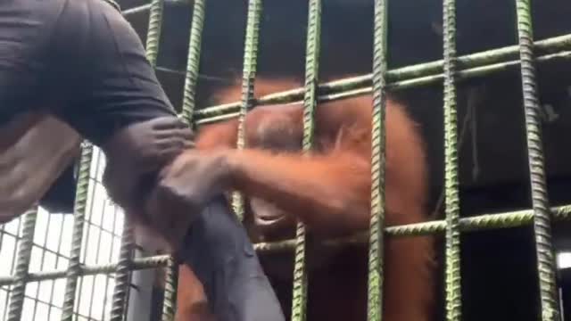 This Is Why You Don’t Get Too Close to an Orangutan‘s Cage