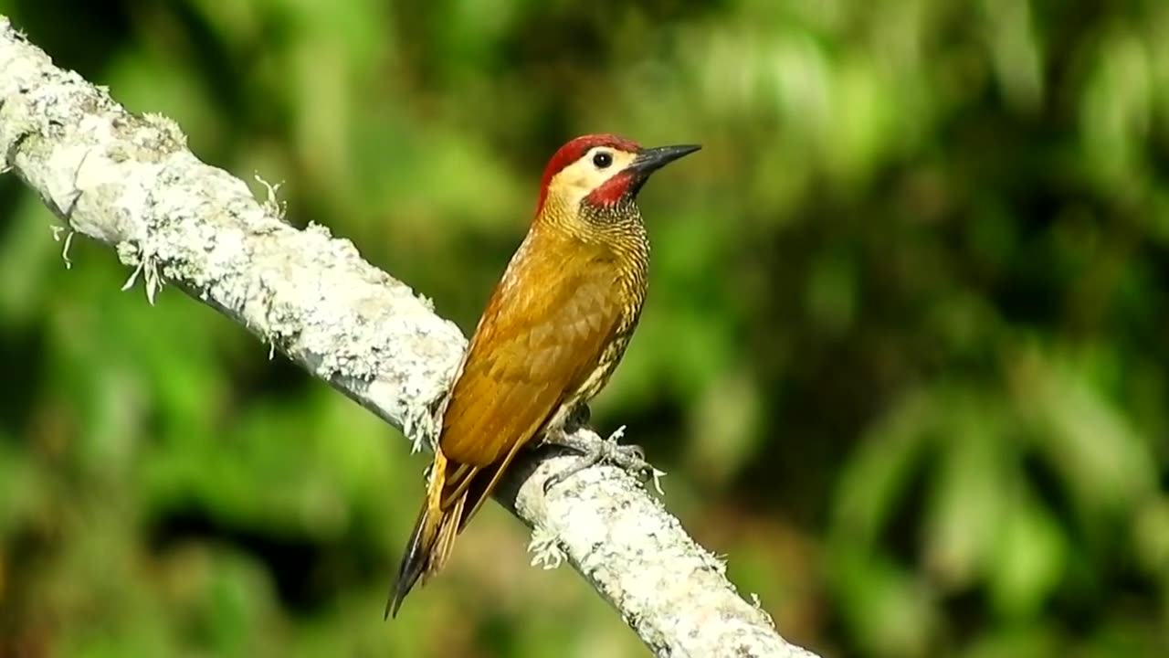 Beautiful Birds Clips With Soft Music