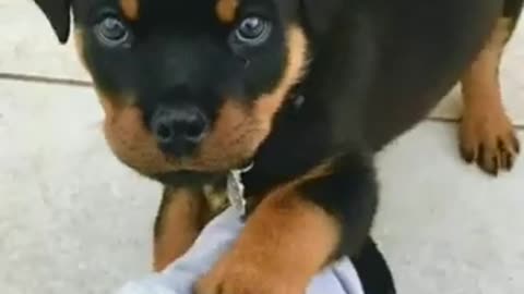 Yorkie puppy eagerly meets new friends ferrets