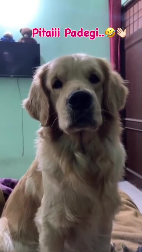 Dog funny moments #10