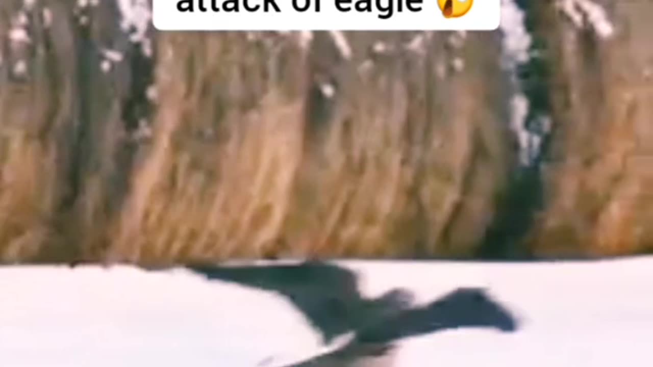 Eagle attack