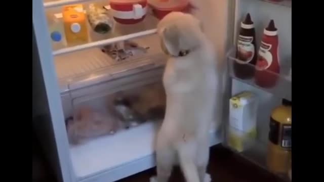 Hungry dog🤤 - Taking food from the fridge