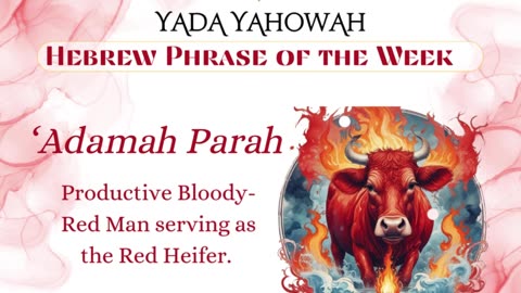 Hebrew phrase of the week