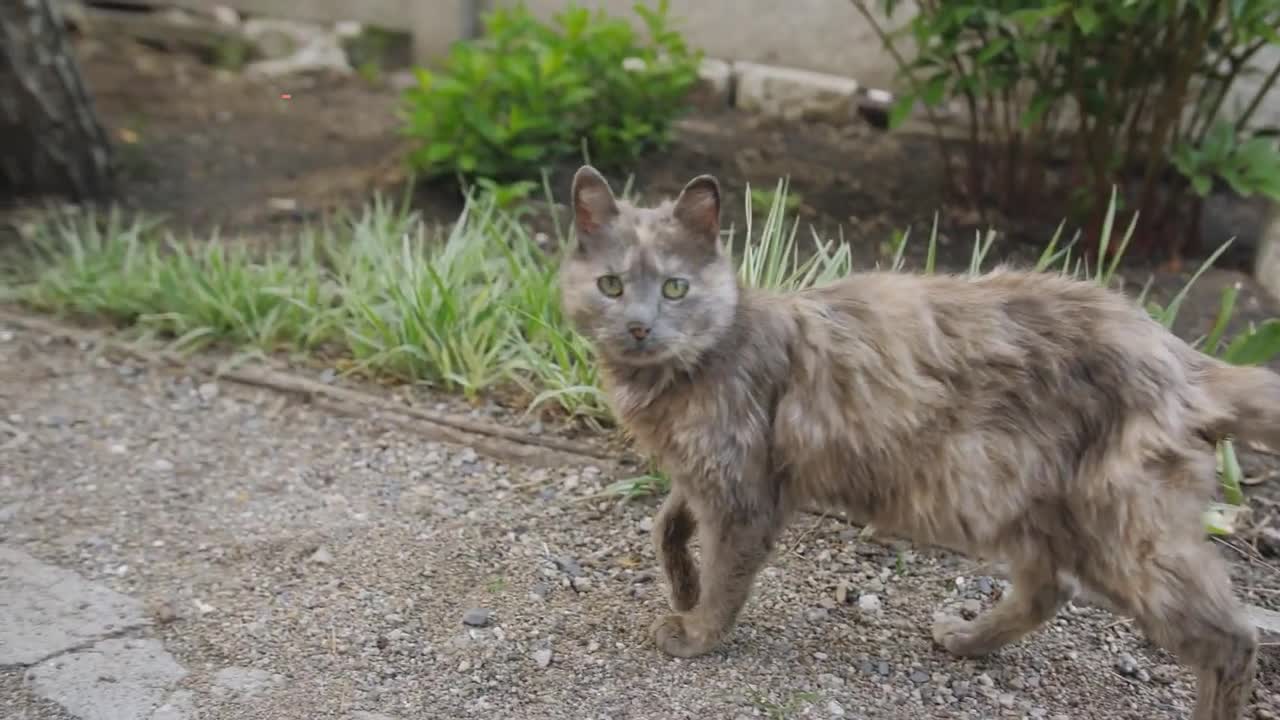 7 UNIQUE CAT SKILLS and ABILITIES
