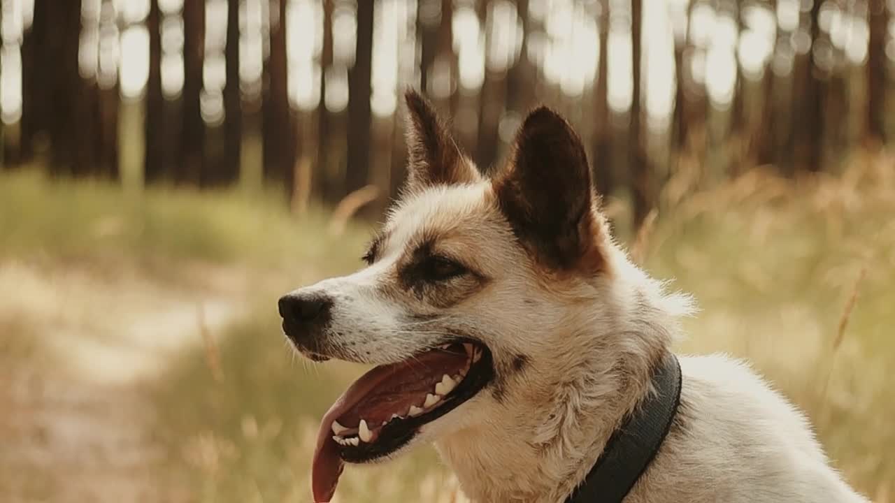 cute dog