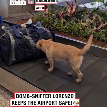 Lorenzo the bomb sniffing dog patrols the baggage claim 👏