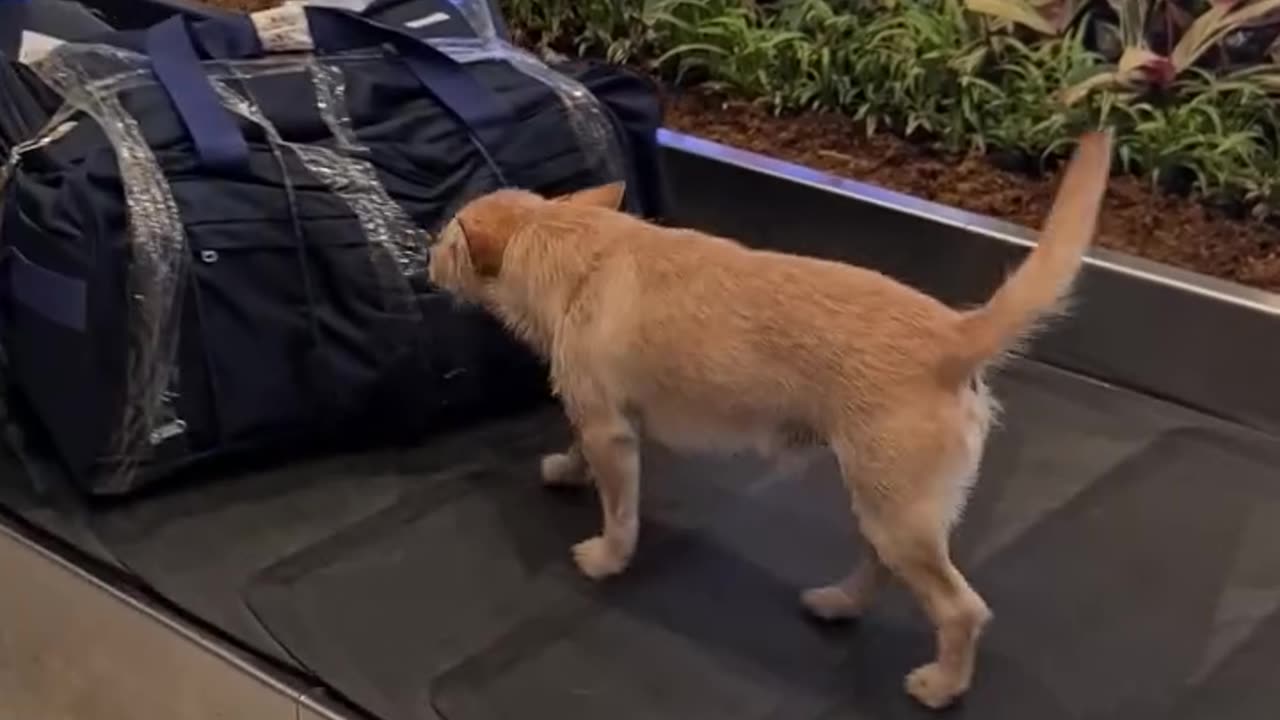 Lorenzo the bomb sniffing dog patrols the baggage claim 👏