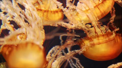 Jellyfish Aquarium fish ~ Relaxing Music relaxing ocean fish for Sleep, Study, Meditation