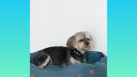 A cute dog lying in his bed