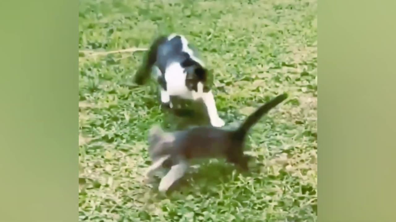 The Funniest Animal Videos of 2024🤣 Funny Dogs and Cats are here to make you LAUGH