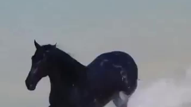 Horse easily crossed the river while walking