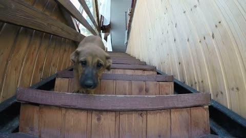 Dog runs down the stairs