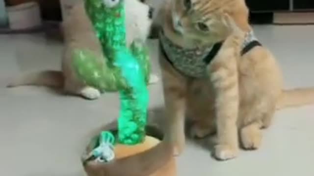 The cat dance with the dancing cactus