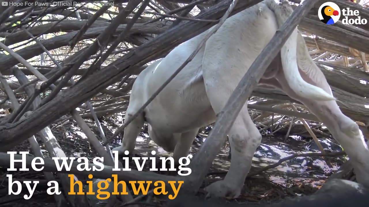 Pit Bull Living Near Highway Gets Rescued