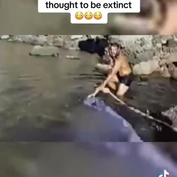 One of the only known videos of sea serpent thought to be extinct