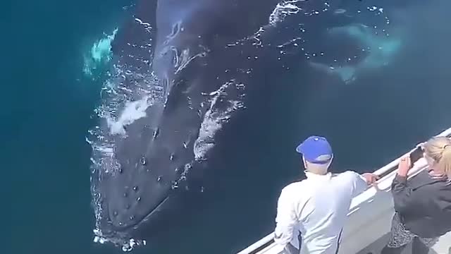 Huge whale