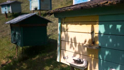 Group of beehives with flying bees in the garden. Organic honey production