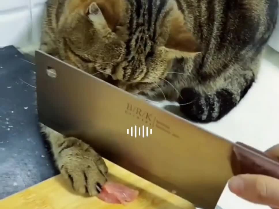 cute cat trying to get the meat but can't