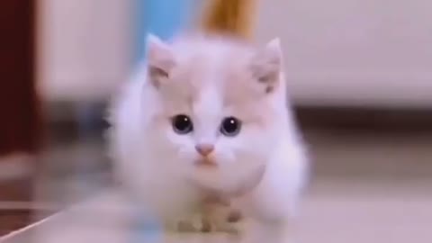 Very very beautiful cat