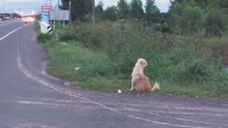 Un leal perrito se reencuentra con su antigua familia a la que esperó 4 años en una carretera